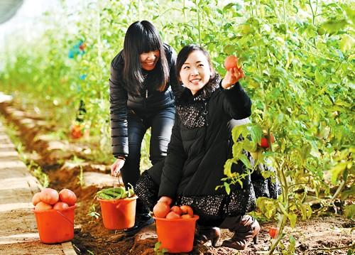 藁城市农业科技园带动绿色蔬菜产业化发展模式研究(图5)