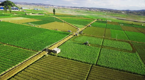 学习 日本的极致农业近乎 变态
