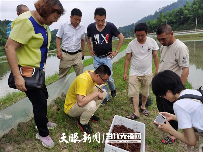 江口县贵州省瀛润农业科技开发小龙虾养殖基地,群众正在"参观